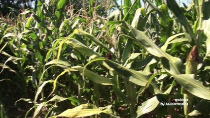 Bećar – hibrid kukuruza koji u ishrani svinja nema zamenu