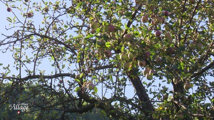 La Place du Village [S.1][E.77] - Les pommes à Hauteville-Gondon (Bourg-Saint-Maurice)