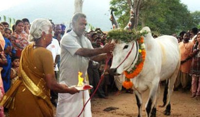 மாட்டுப்பொங்கல் ஏன் கொண்டாட வேண்டும்?- வீடியோ