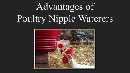 List of Top Advantages of poultry Waterer