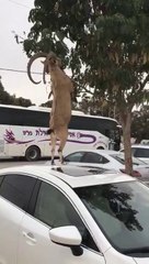 Un bouc futé à trouvé la solution pour attraper des fruits dans l'arbre...