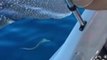 Curious Whale Shark Surprises Fishing Mates