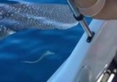Curious Whale Shark Surprises Fishing Mates