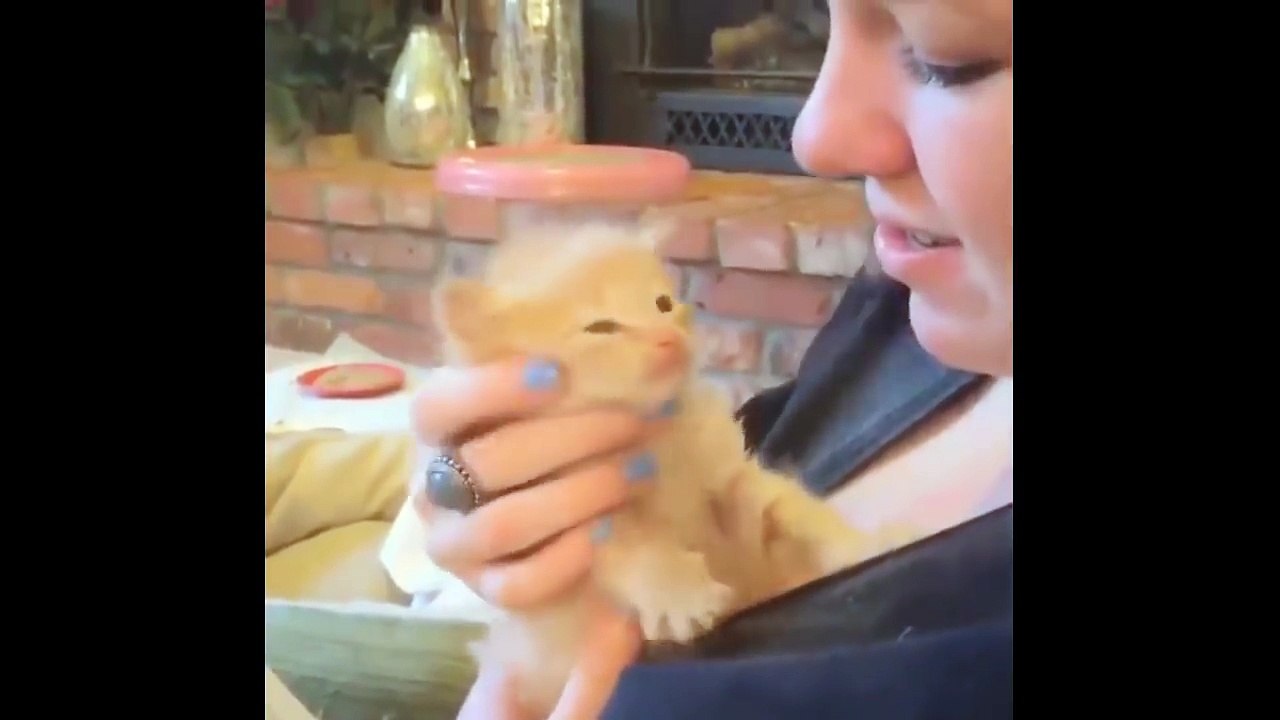 Animals funny vedio