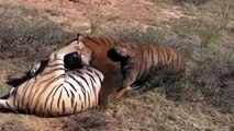 10 CRAZIEST Animal Fights Caught On Camera - Most Amazing Wild Animal Attacks