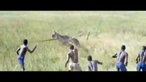 Amazing African Animals - Elephant Kills African Buffalo Wils Animals Fight To Death
