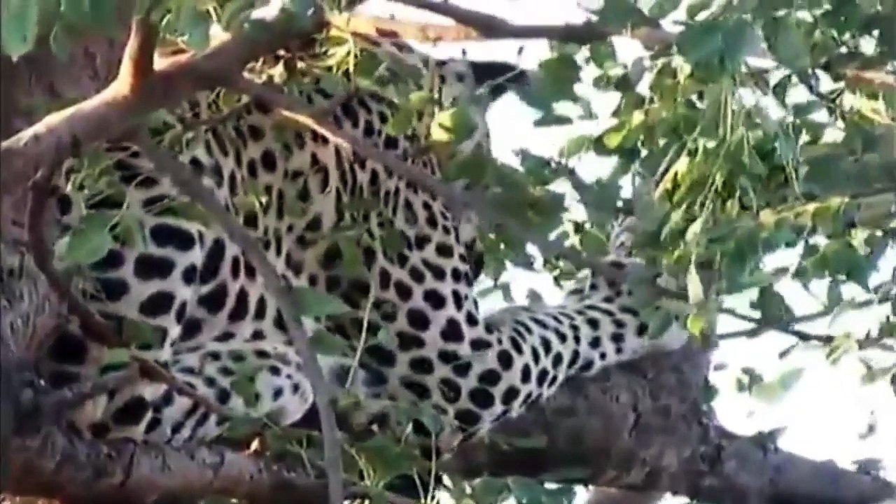 AMAZING leopard wildlife fight _ Buffalo wildlife fight _ Elephant wild attack