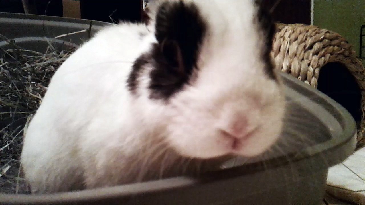 Petit nez de Pinou (13-01-18)