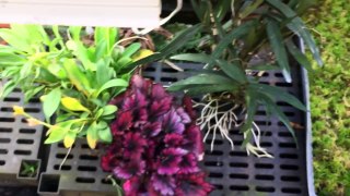 MORNING GREENHOUSE TOUR/ TIPS TO BLOOMING PHALAENOPISIS/ HOYA AND ORCHID BLOOMS