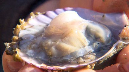 소비자 입맛 사로잡은 제철 가리비 수확 한창 / YTN