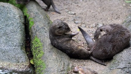 Singapore zoo's baby animals