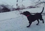Mack the Lab Brings Home Massive Branch 'Trophy'