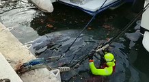 Une baleine de Cuvier blessée dans le port de Cassis