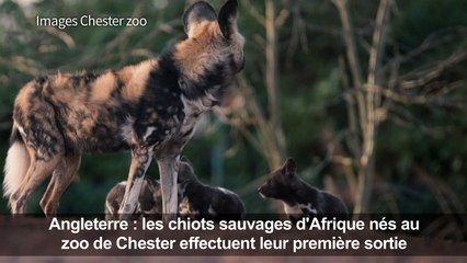 Première sortie des chiots sauvages d'Afrique du zoo de Chester
