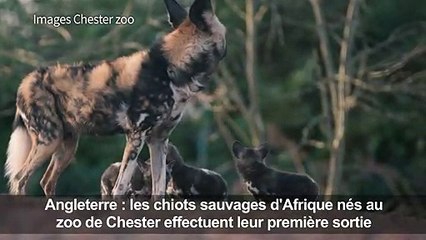 Première sortie des chiots sauvages d'Afrique du zoo de Chester