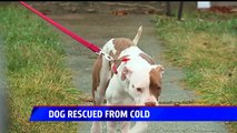 Pit Bull Recovering After Being Left Tied Up With Protruding Uterus in Frigid Park