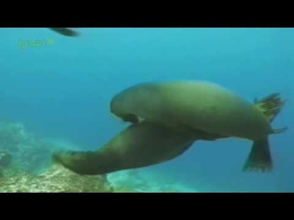 Mating Season