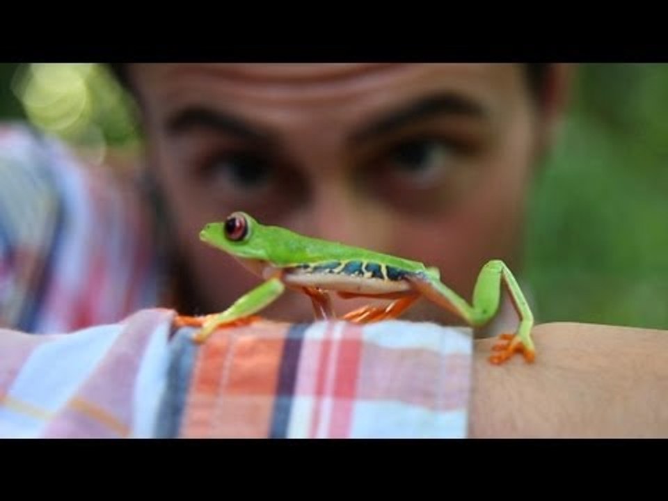 Follow the Frog