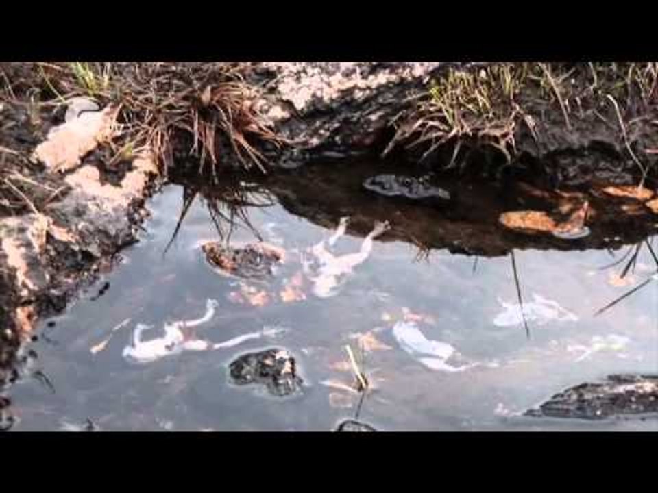 Disappearing frogs