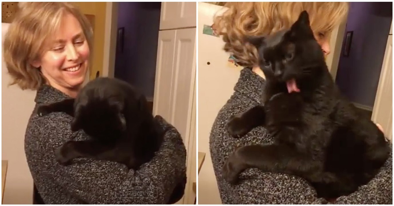 Gato tem sistema de limpeza automático e é ativado sempre que dona quer... HILARIANTE!
