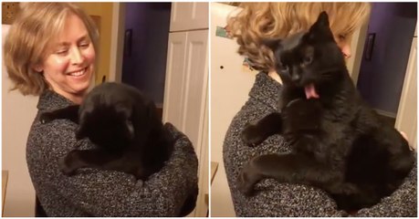 Gato tem sistema de limpeza automático e é ativado sempre que dona quer... HILARIANTE!