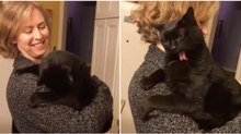 Gato tem sistema de limpeza automático e é ativado sempre que dona quer... HILARIANTE!