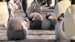 Science Nation - Emperor Penguin Populations in Antarctica and Climate Change
