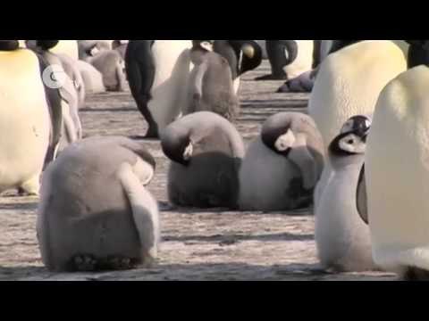 Science Nation - Emperor Penguin Populations in Antarctica and Climate Change