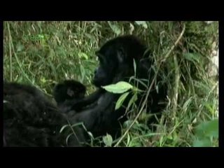 Mountain Gorilla conservation, Uganda