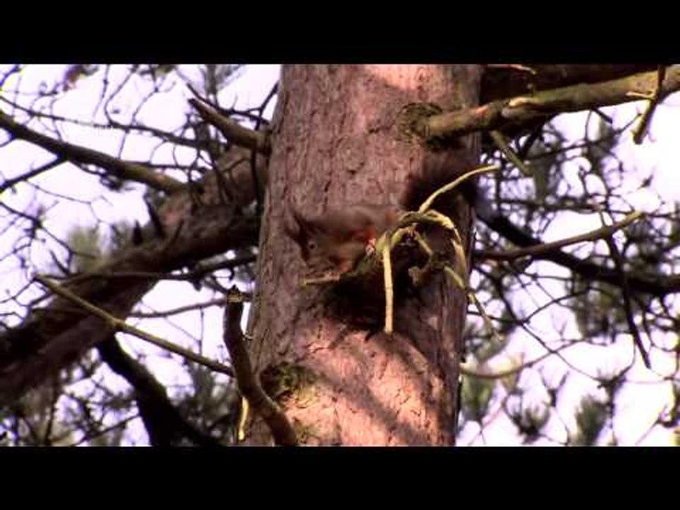Red Squirrels Beat the Pox