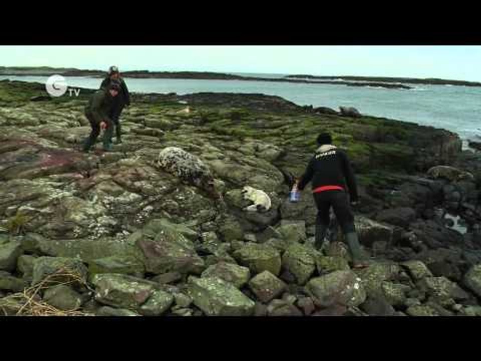 Let's Count Newborn Seals!