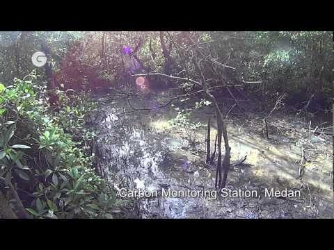 Restoring Mangroves and Livelihoods in North Sumatra