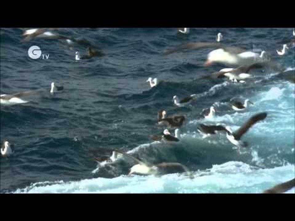 Albatross