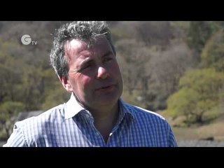 Alpacas guarding the flock