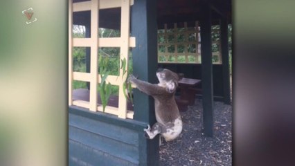 Police Investigating Death of Koala Found 'Screwed' to a Post