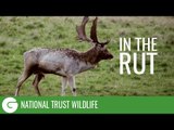 National Trust Wildlife: In The Rut