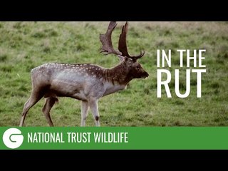 National Trust Wildlife: In The Rut