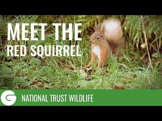 National Trust Wildlife: Meet The Red Squirrel