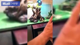 Video shows a lizard wave back at its owner _ Daily Mail Online