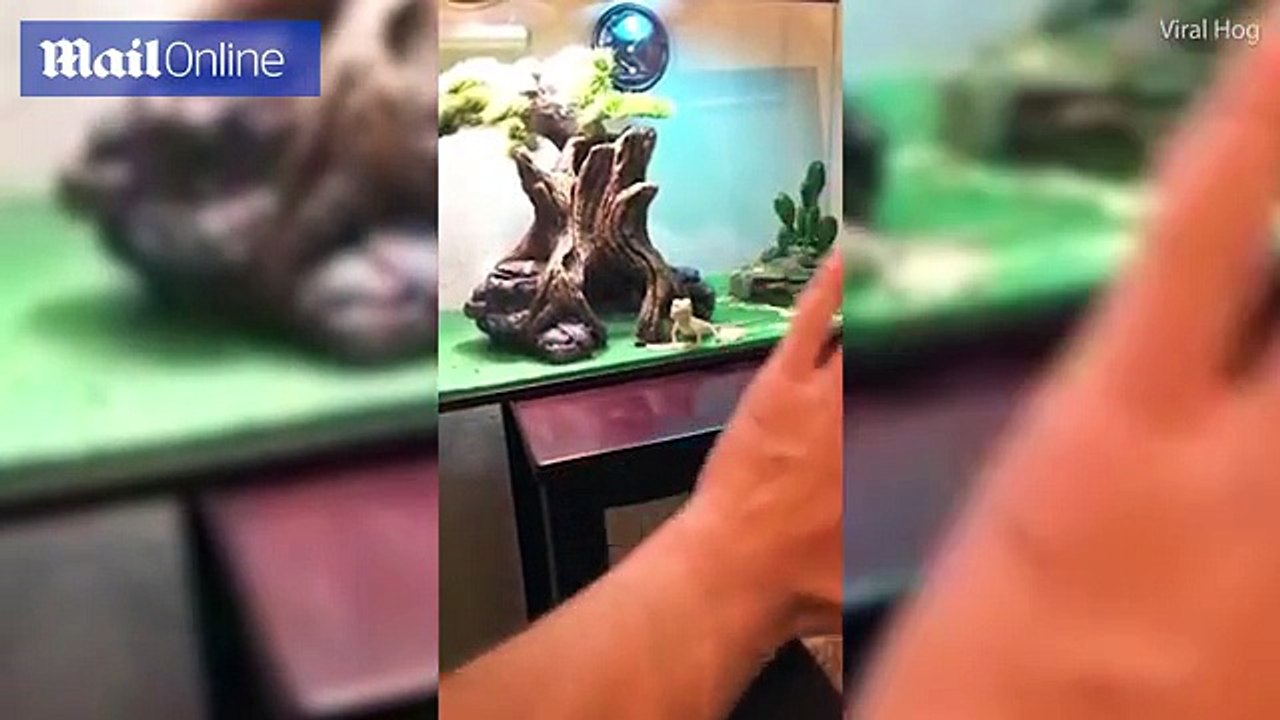 Video shows a lizard wave back at its owner _ Daily Mail Online