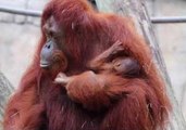 Bornean Orangutan Baby Makes Debut at Tampa's Lowry Park Zoo