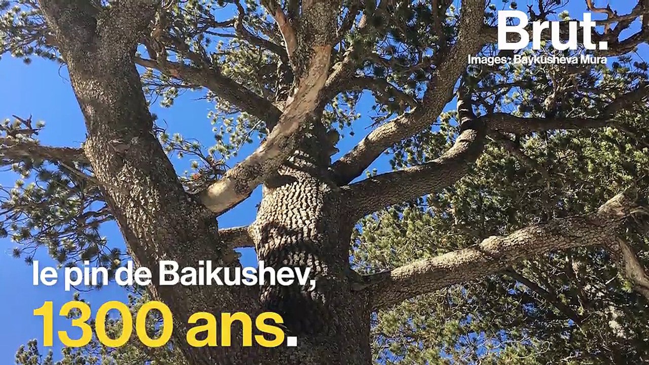 Des milliers de citoyens bulgares se mobilisent pour sauver le parc naturel de Pirin