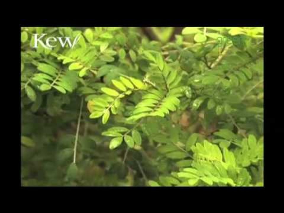 Easter Island's toromiro tree