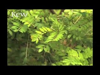 Easter Island's toromiro tree