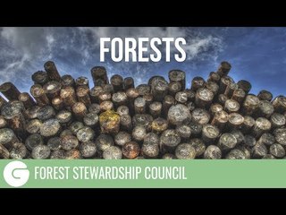 FSC | Forests In Our Daily Lives
