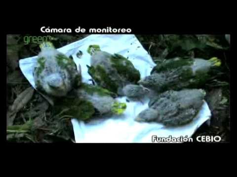 Conservation of the Yungas Forests - Argentina