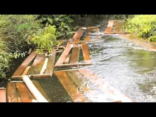 Forest Guardians - Indonesia