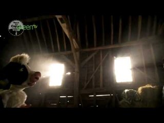 Our Love Is In Your Cornflakes (aka Molly's Story)