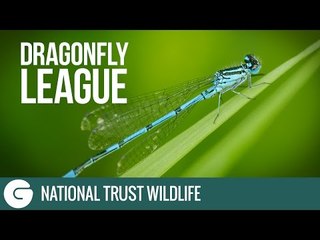 Dragonfly League | National Trust Wildlife