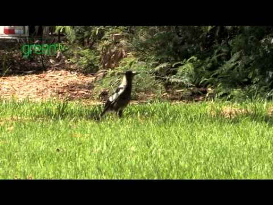 Earth Watch Australia